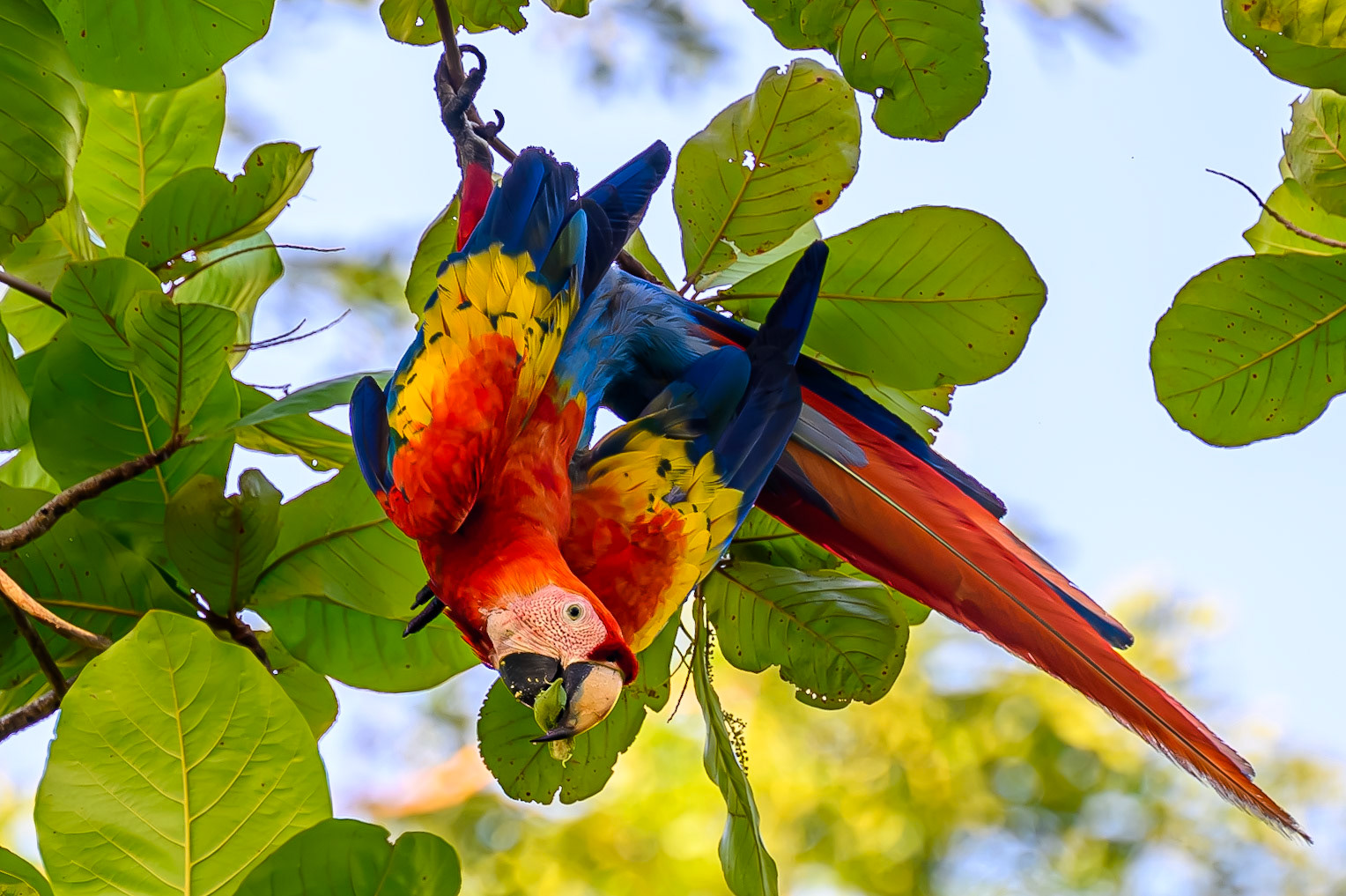 Scarlet Macaw