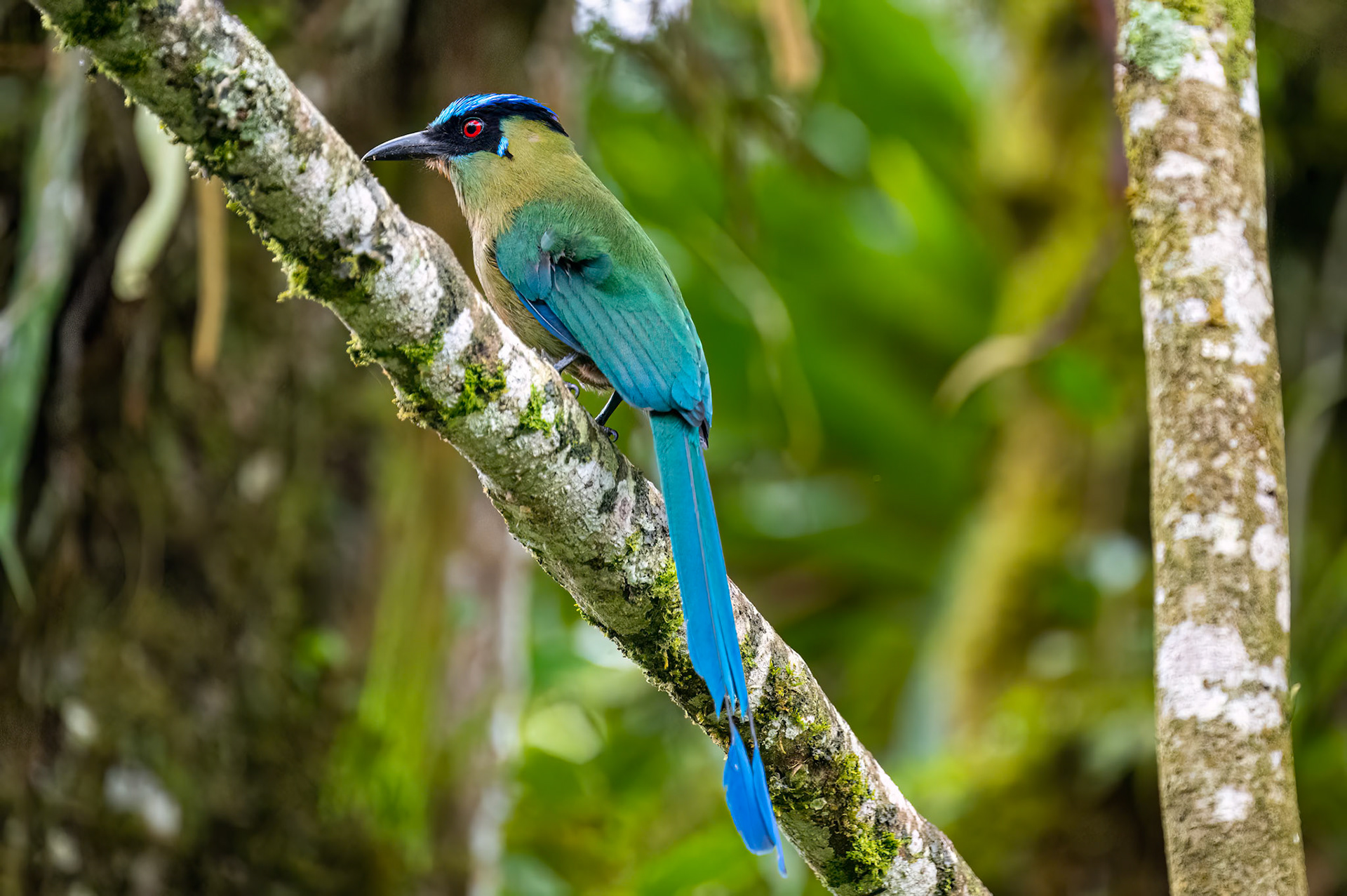 Andean Motmot