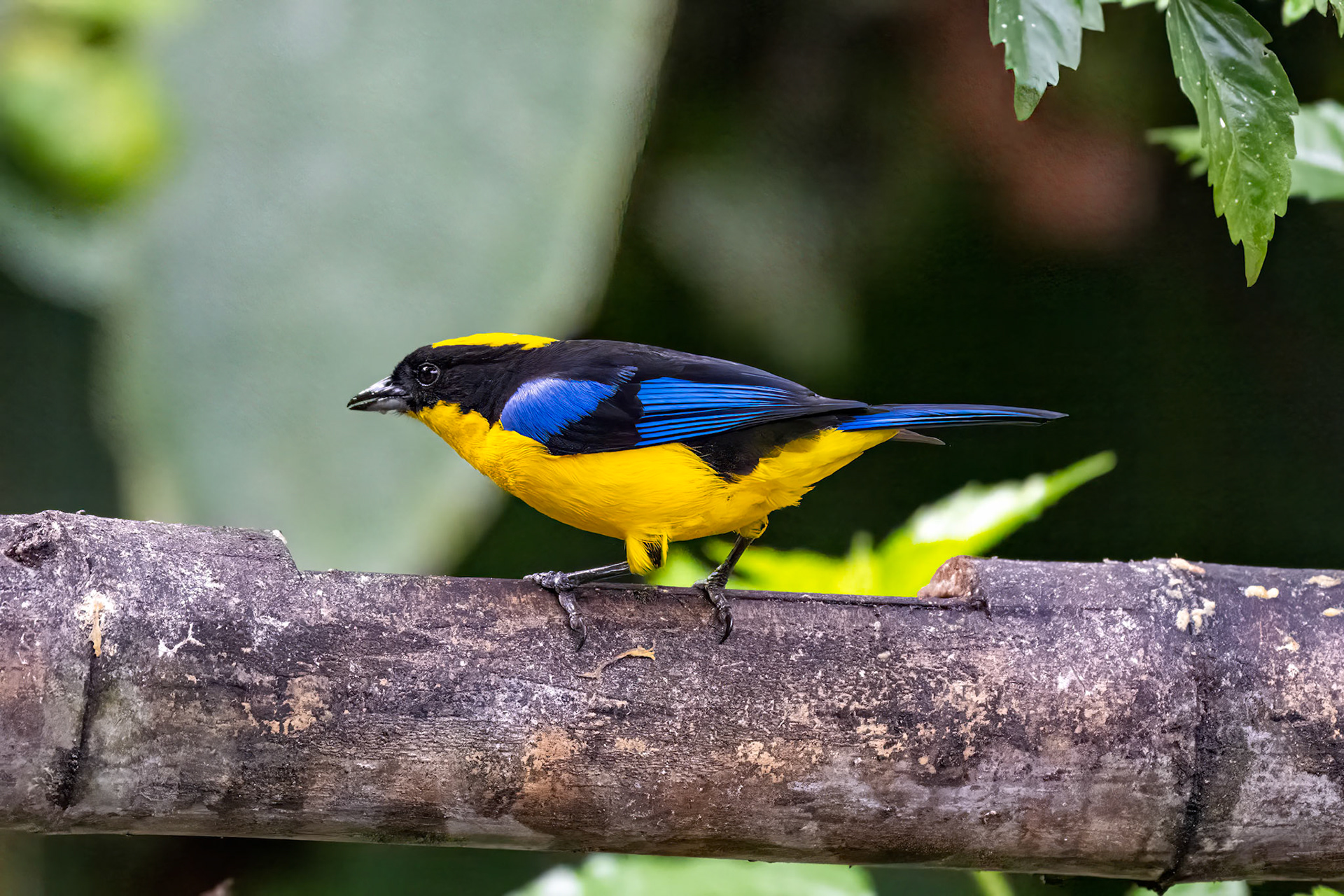 Blue-winged Mountain Tanager