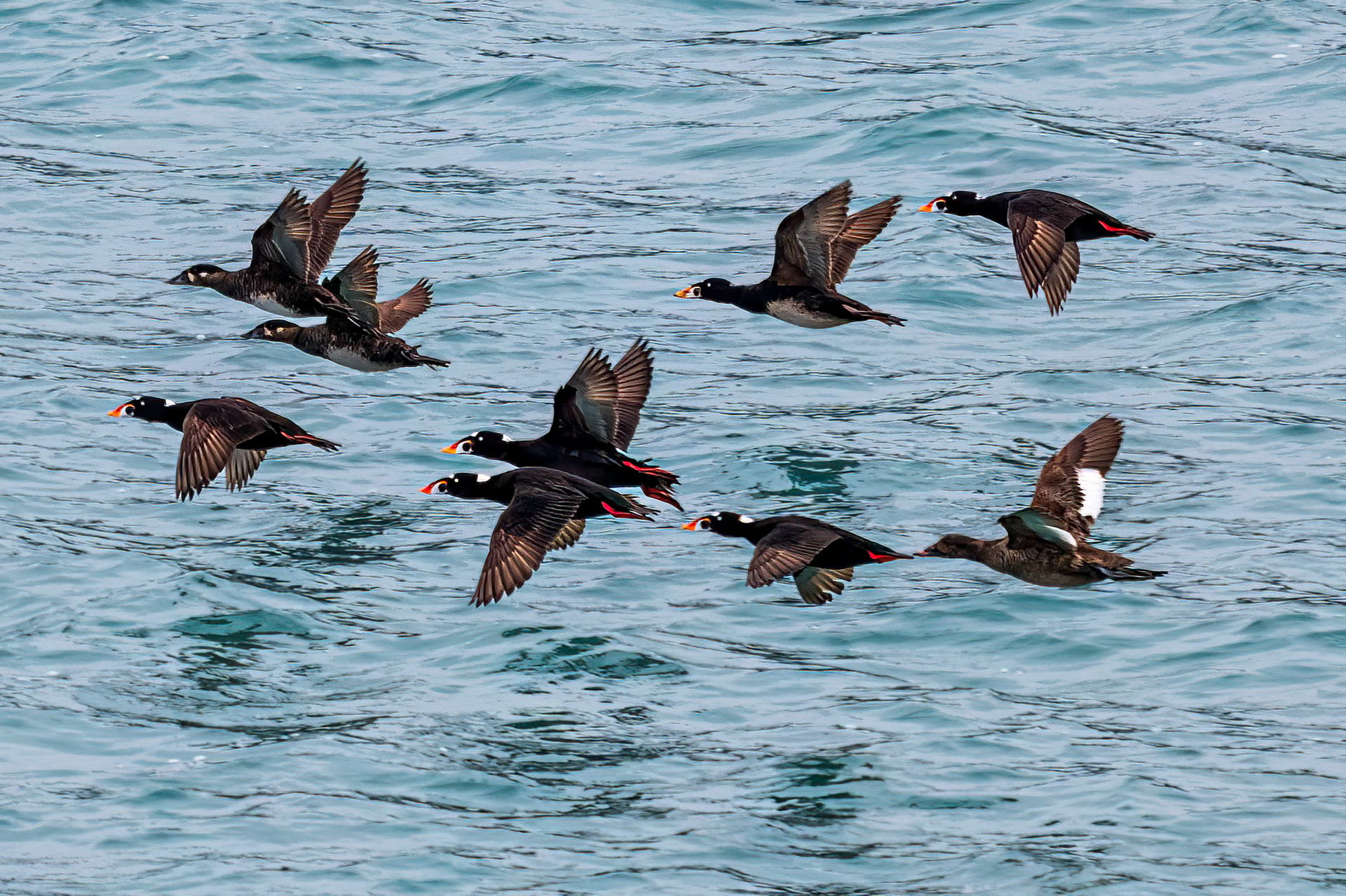 Surf and White-winged Scoters