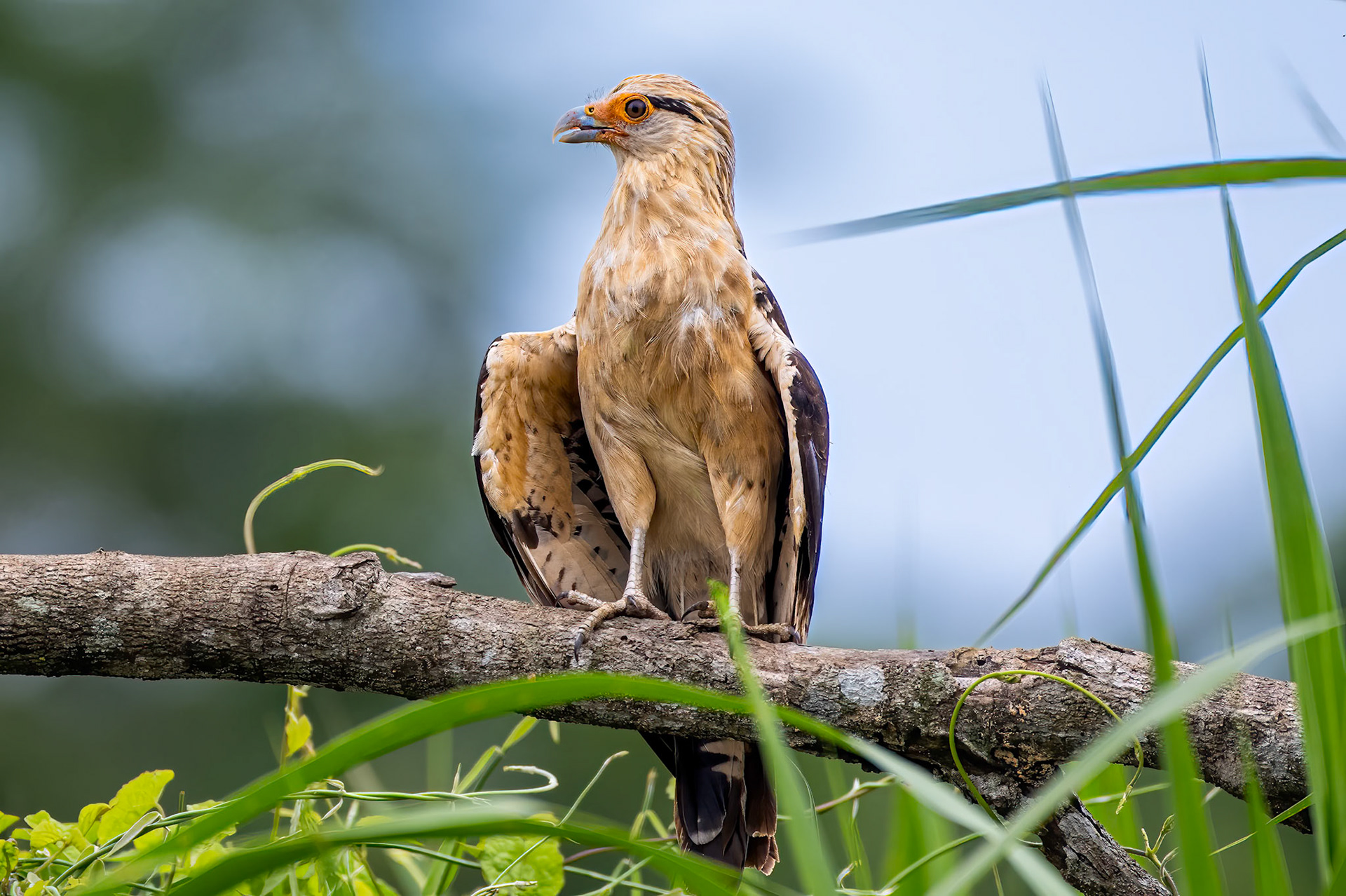 Yellow-headed Caracara