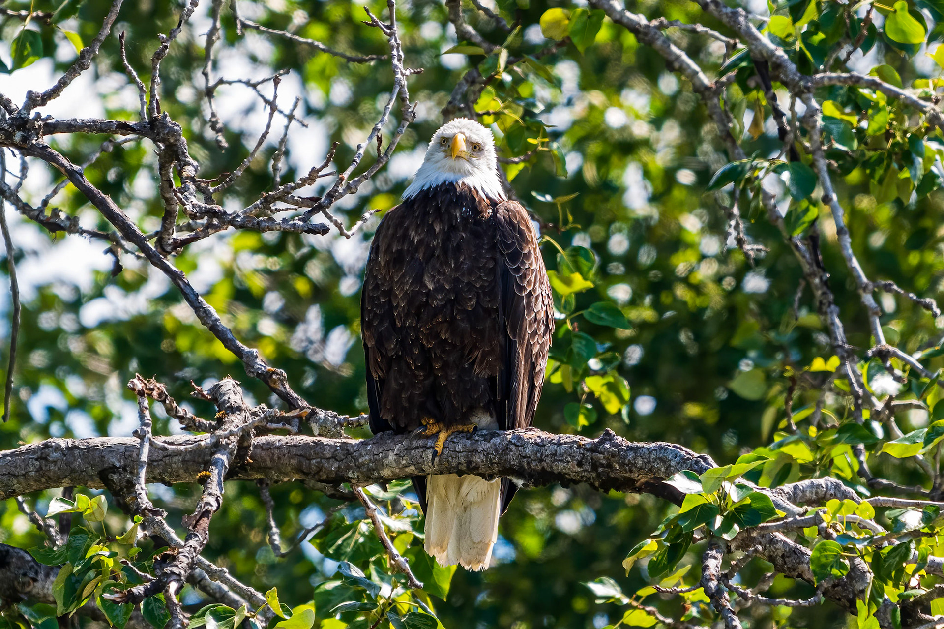 Bald Eagle, Haines Preserve