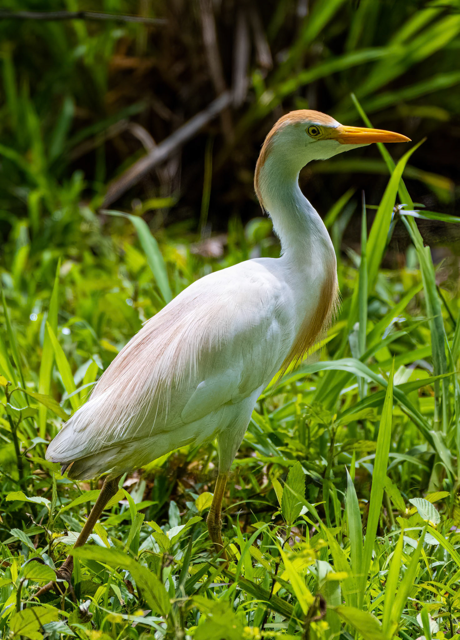 Western Cattle-Egret