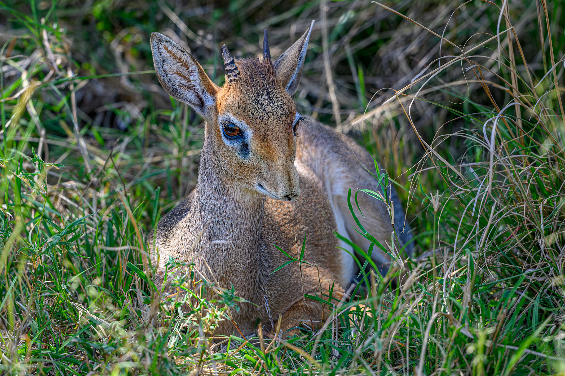 Dik-dik