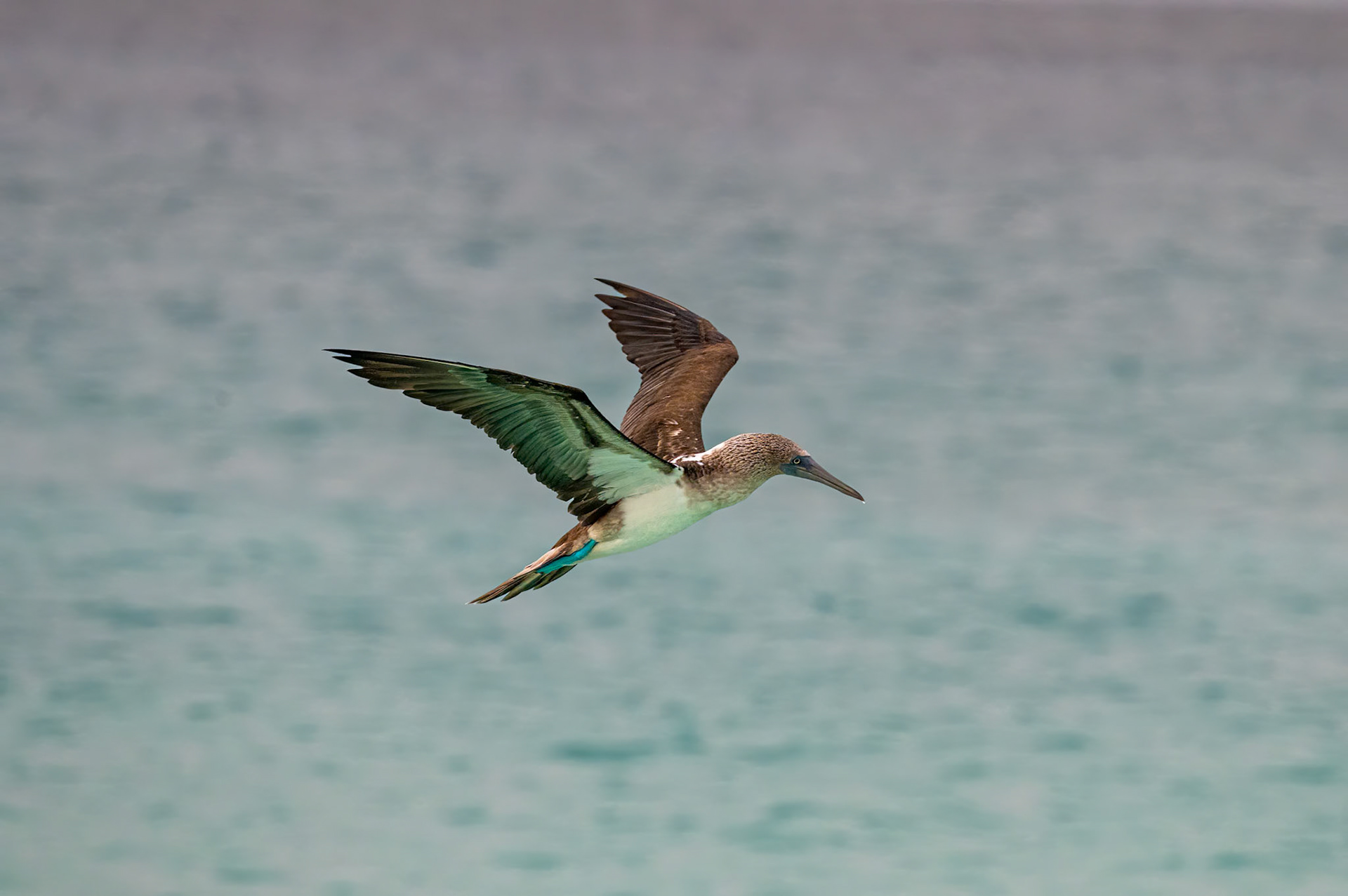 Blue-footed Booby fishing
