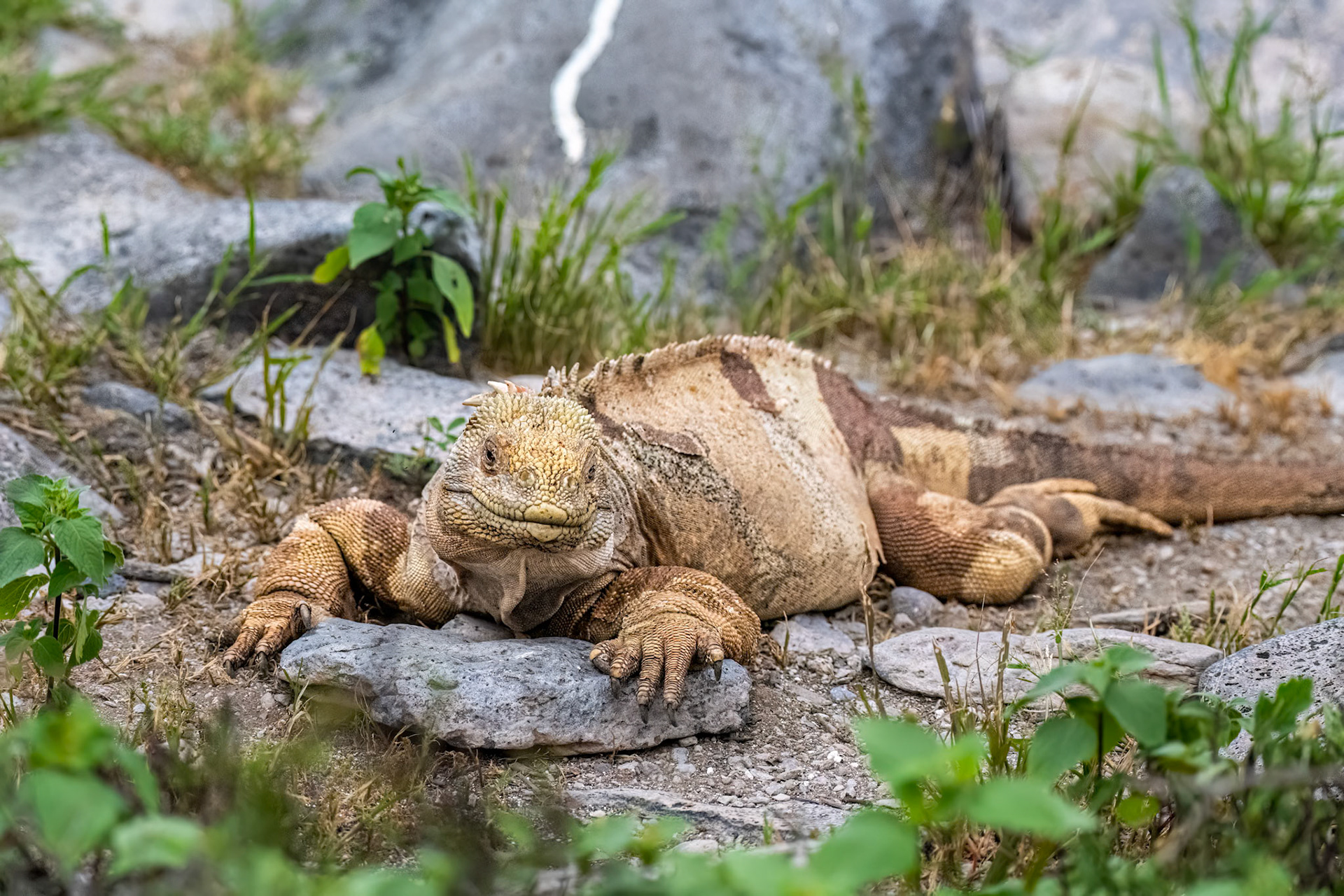 Santa Fe Land Iguana - Grows to a length of 3–5 ft