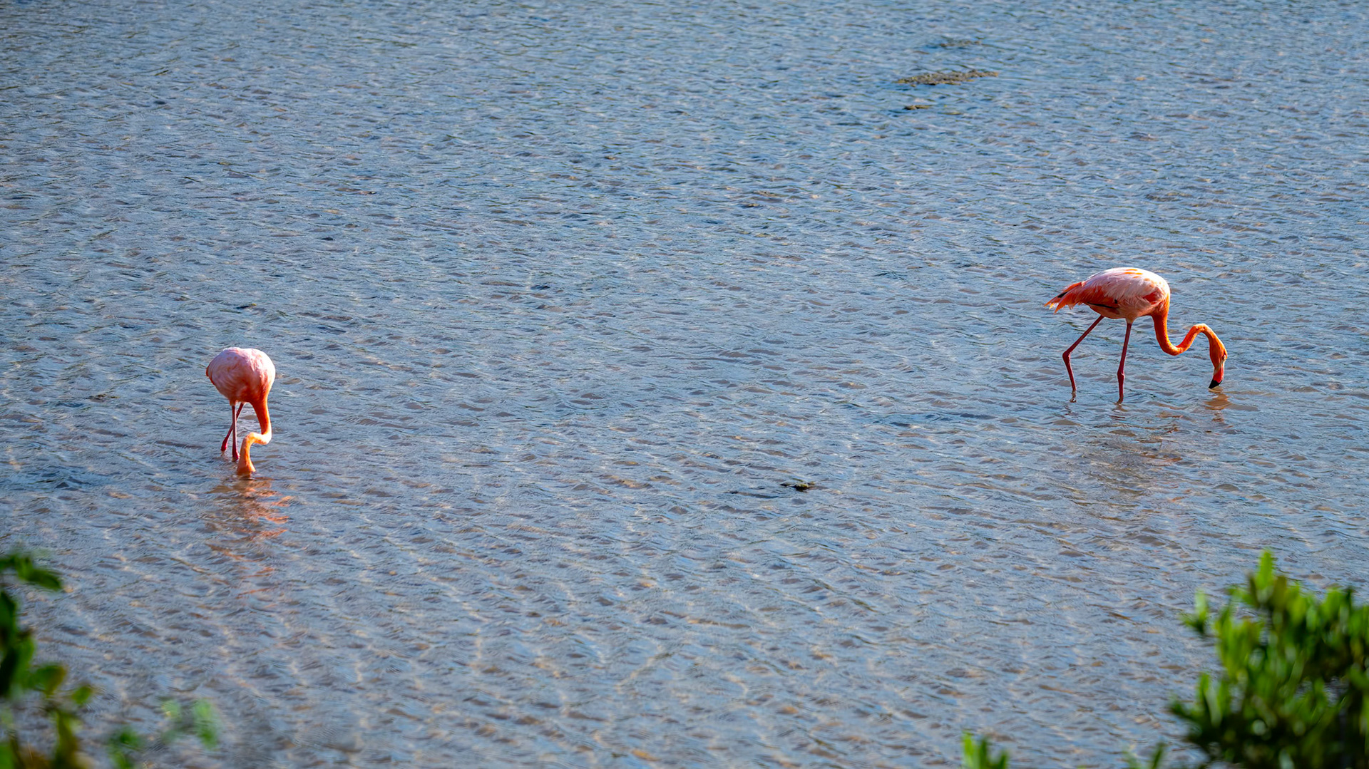 American Flamingo