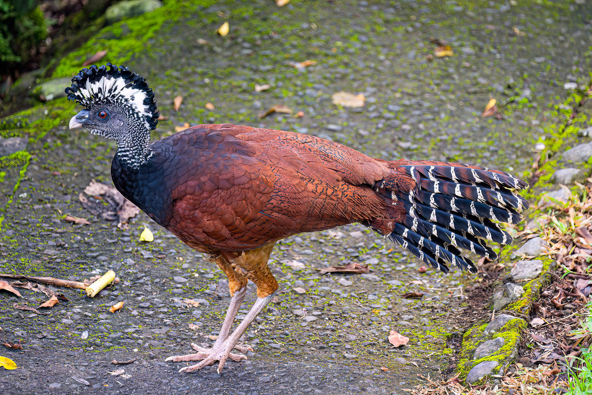 Great Curassow