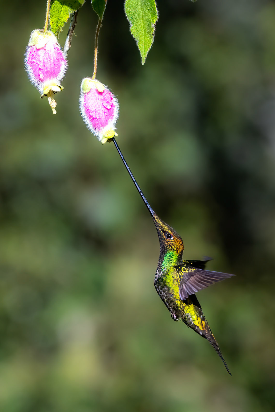 Sword-billed Hummingbird