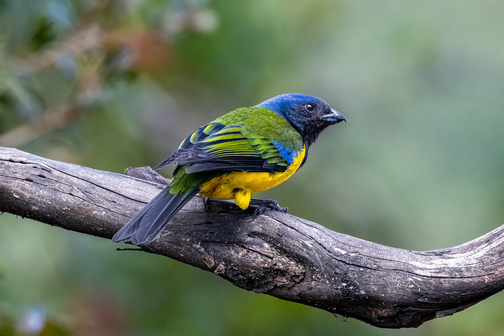 Black-chested Mountain Tanager