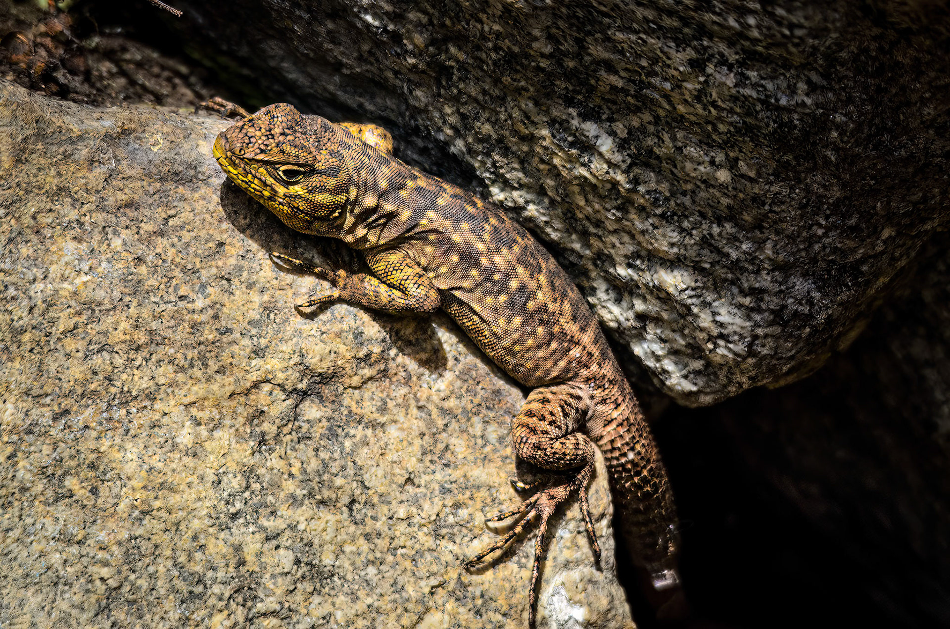 Shiny Smooth-throated Lizard