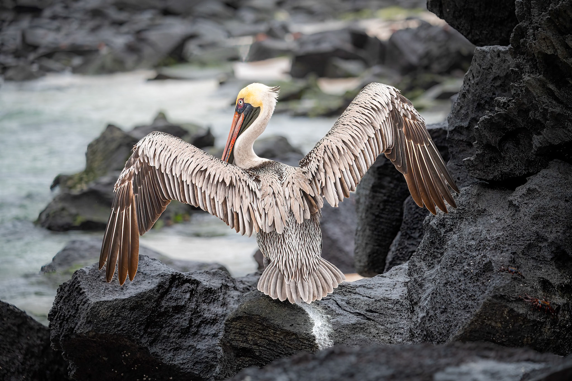 Brown Pelican drying off in the warm sun
