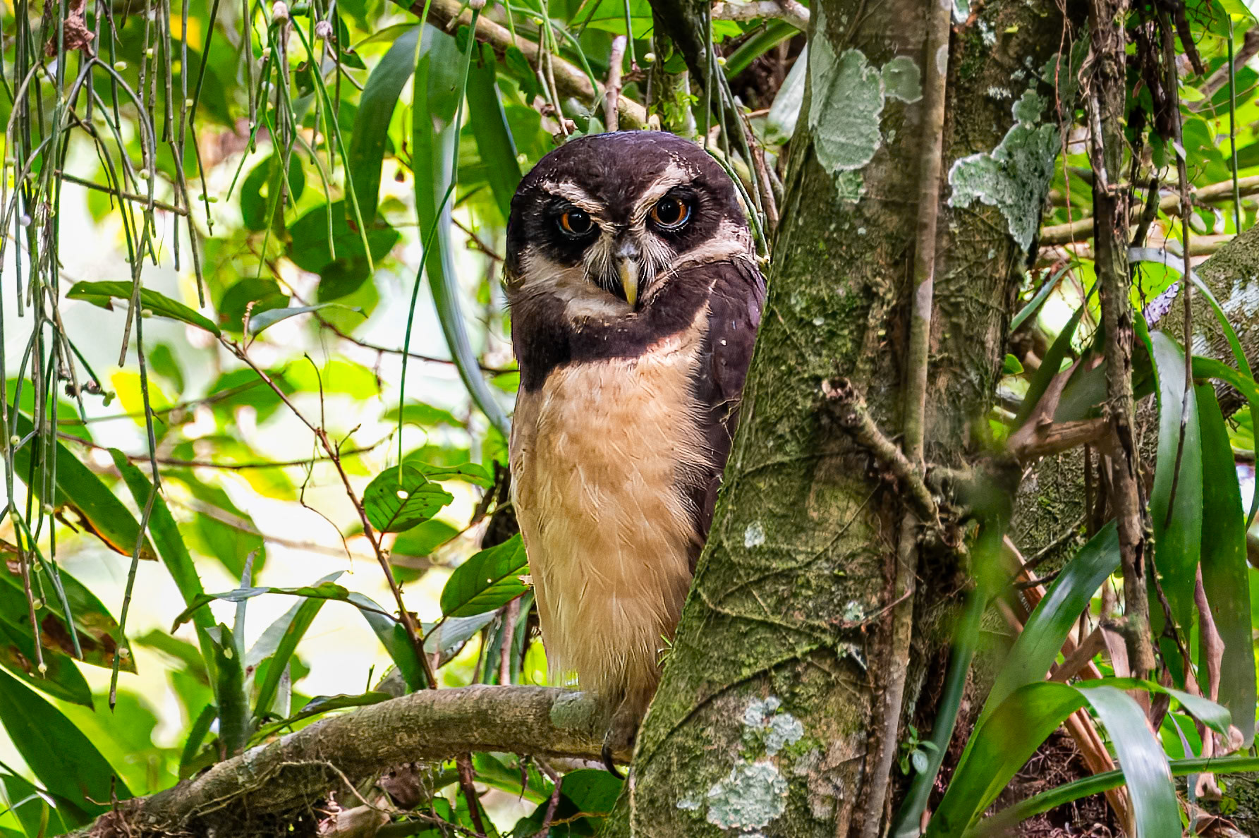 Spectacled Owl