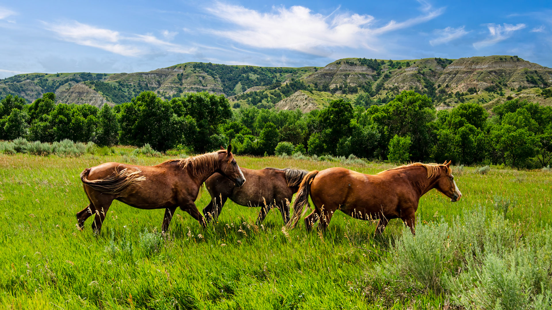 Wild Horses