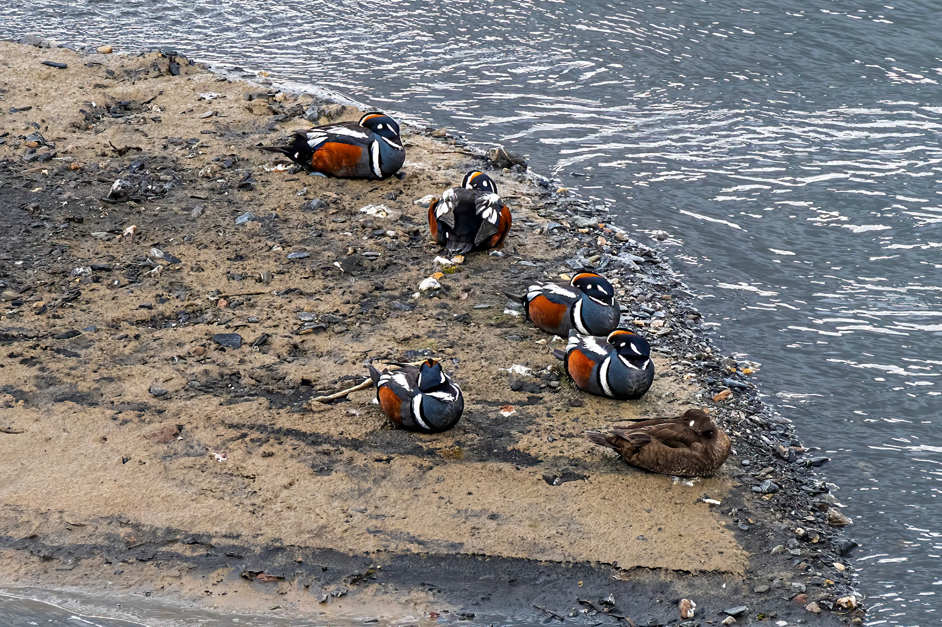Harlequin Ducks
