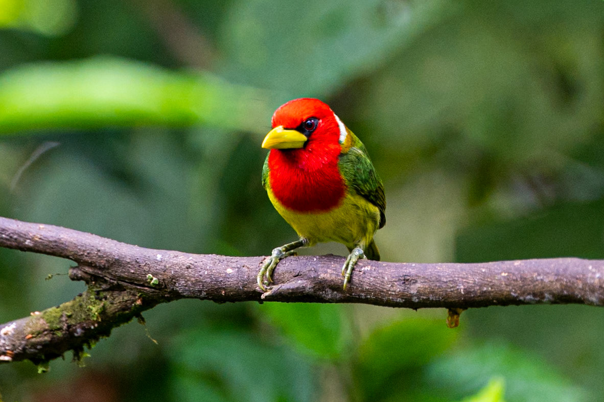 Red-headed Barbet