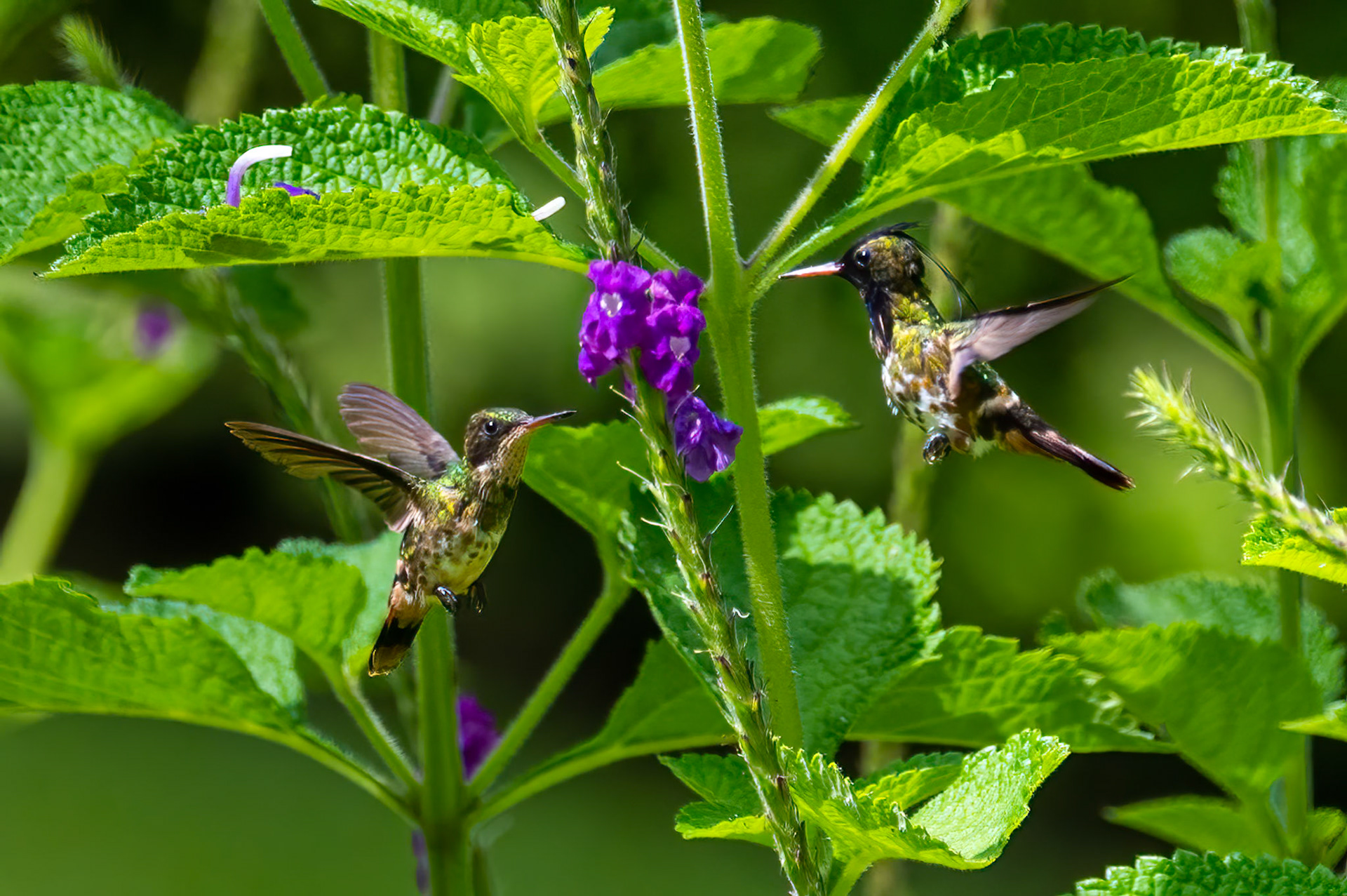 Black-crested Coquette matting dance