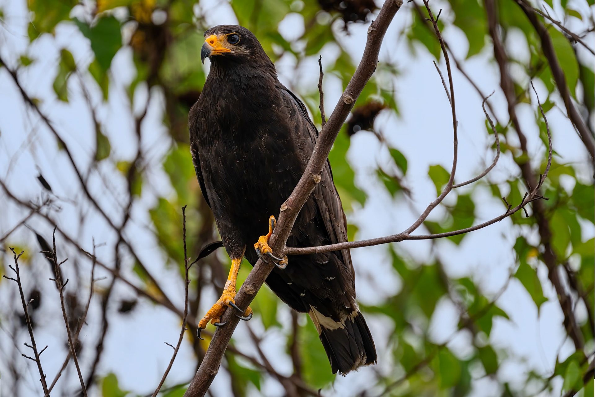 Common Black Hawk (Adult)