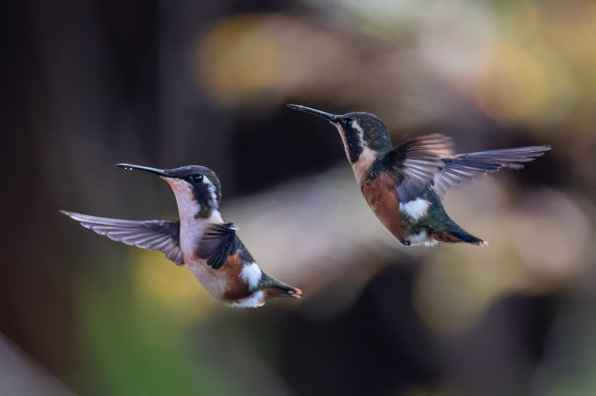 White-bellied Woodstar