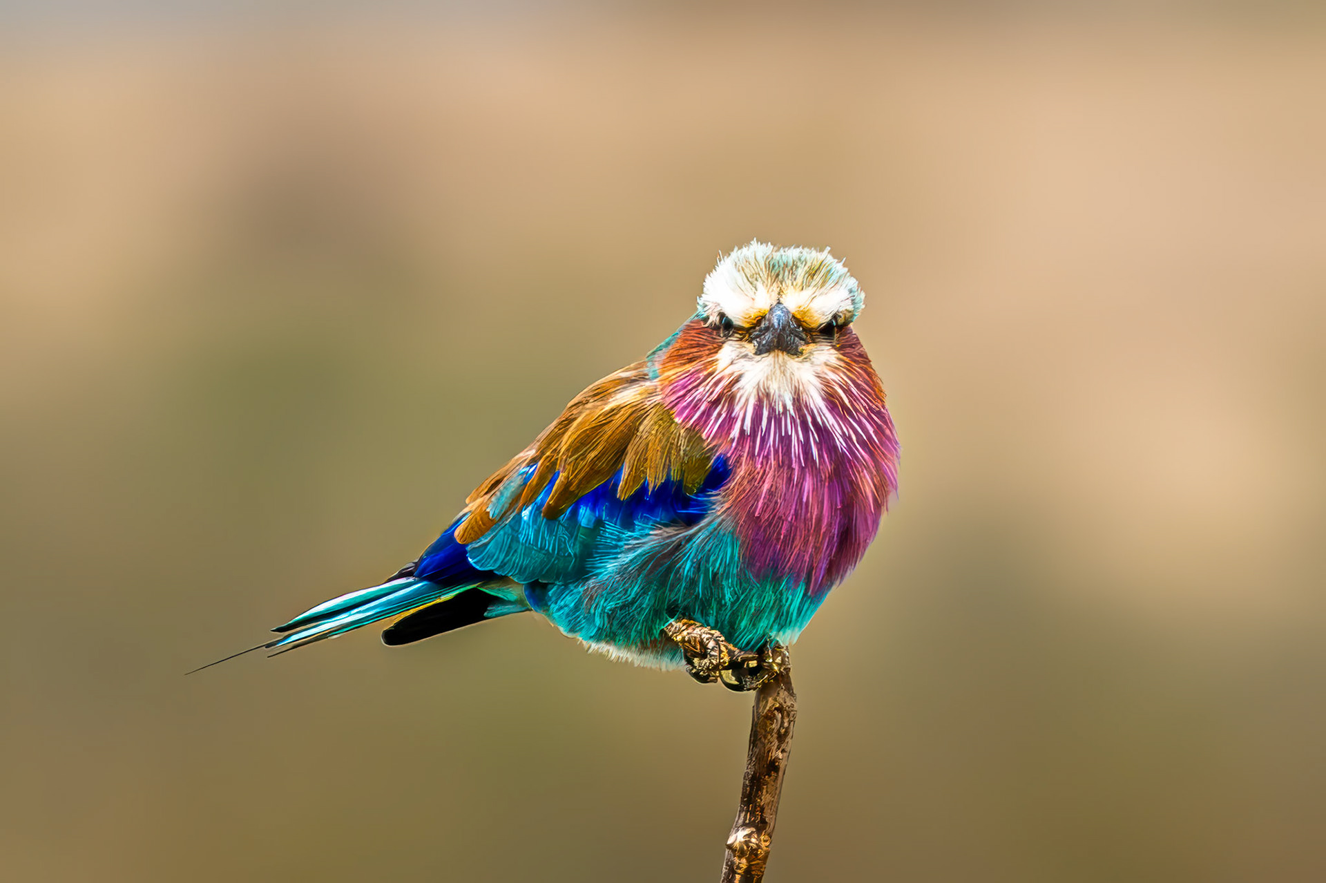 Lilac-breasted Roller
