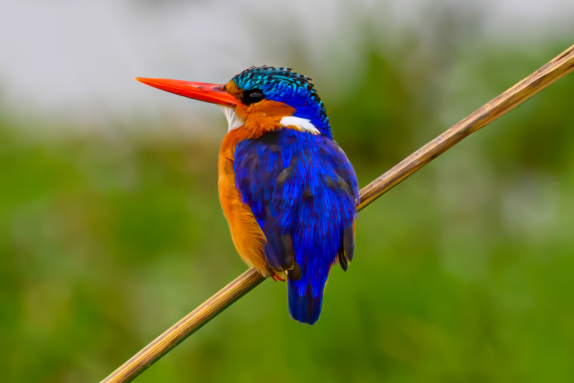 Malachite Kingfisher