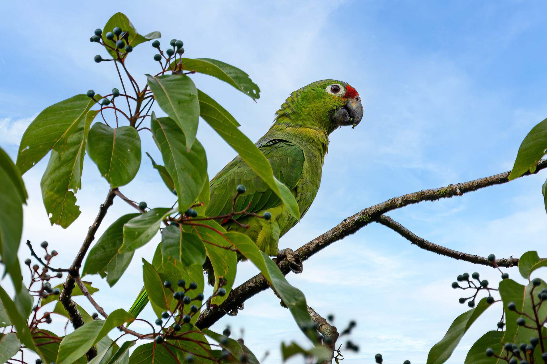 Red-lored Amazon