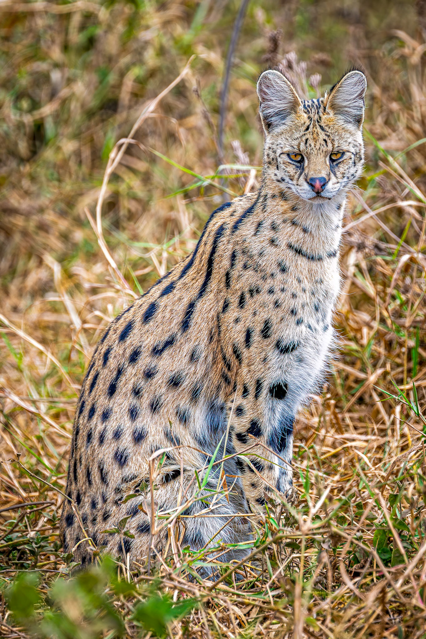 Serval Cat