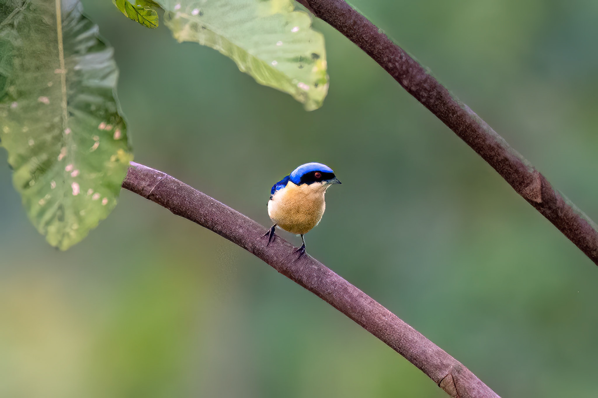 Fawn-breasted Tanager