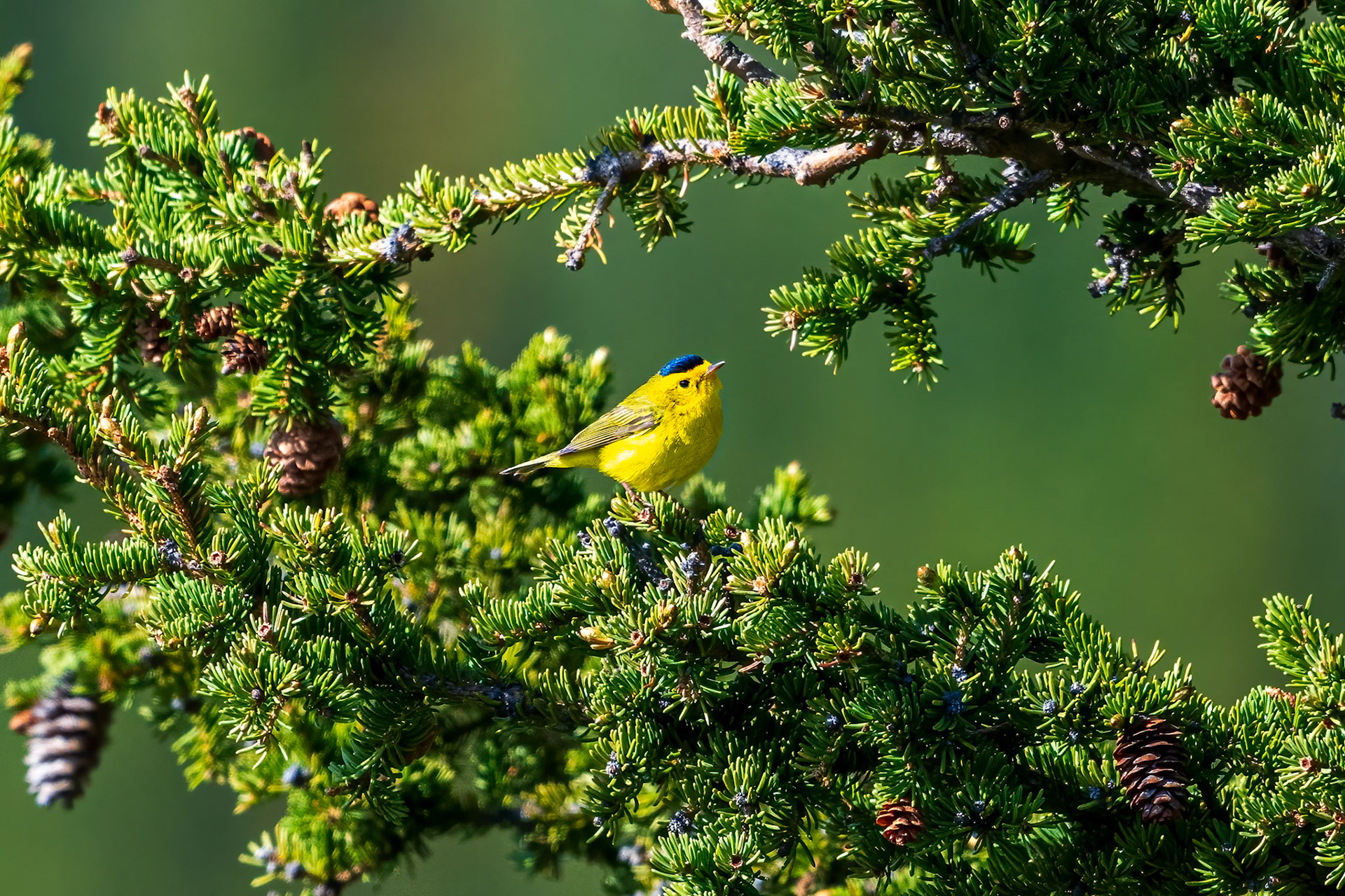 Wilson's Warbler