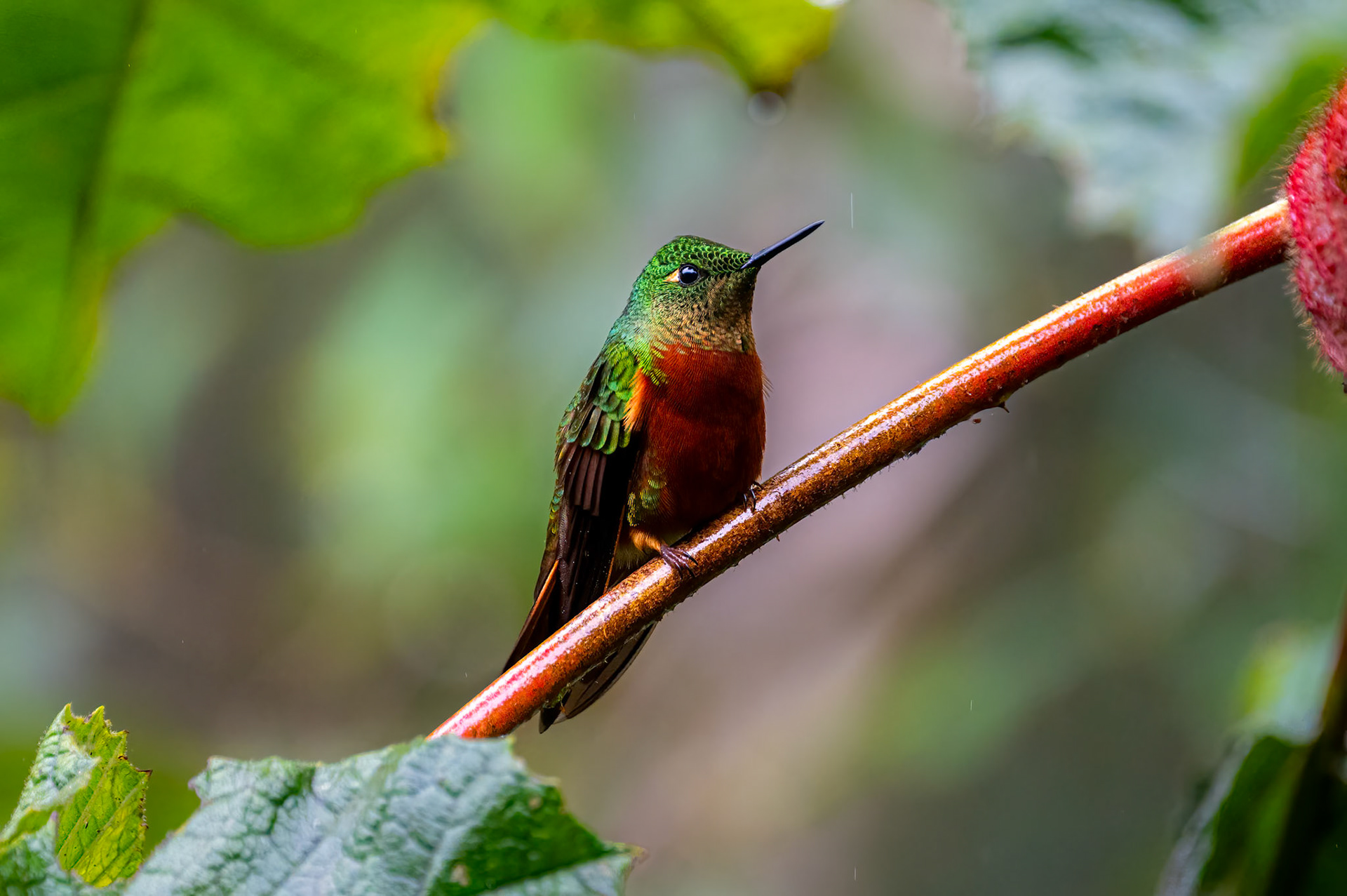 Chestnut-breasted Coronet