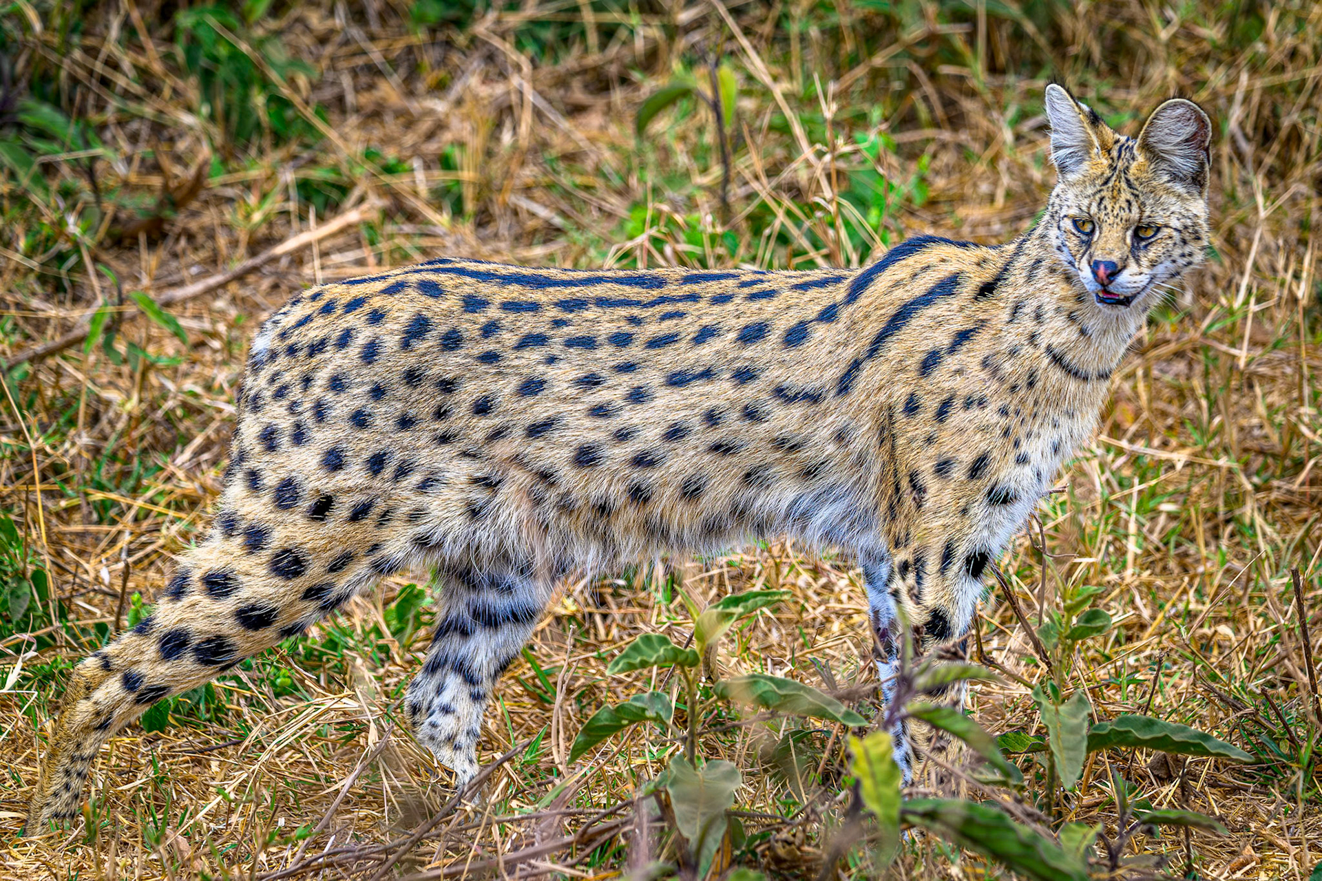 Serval Cat