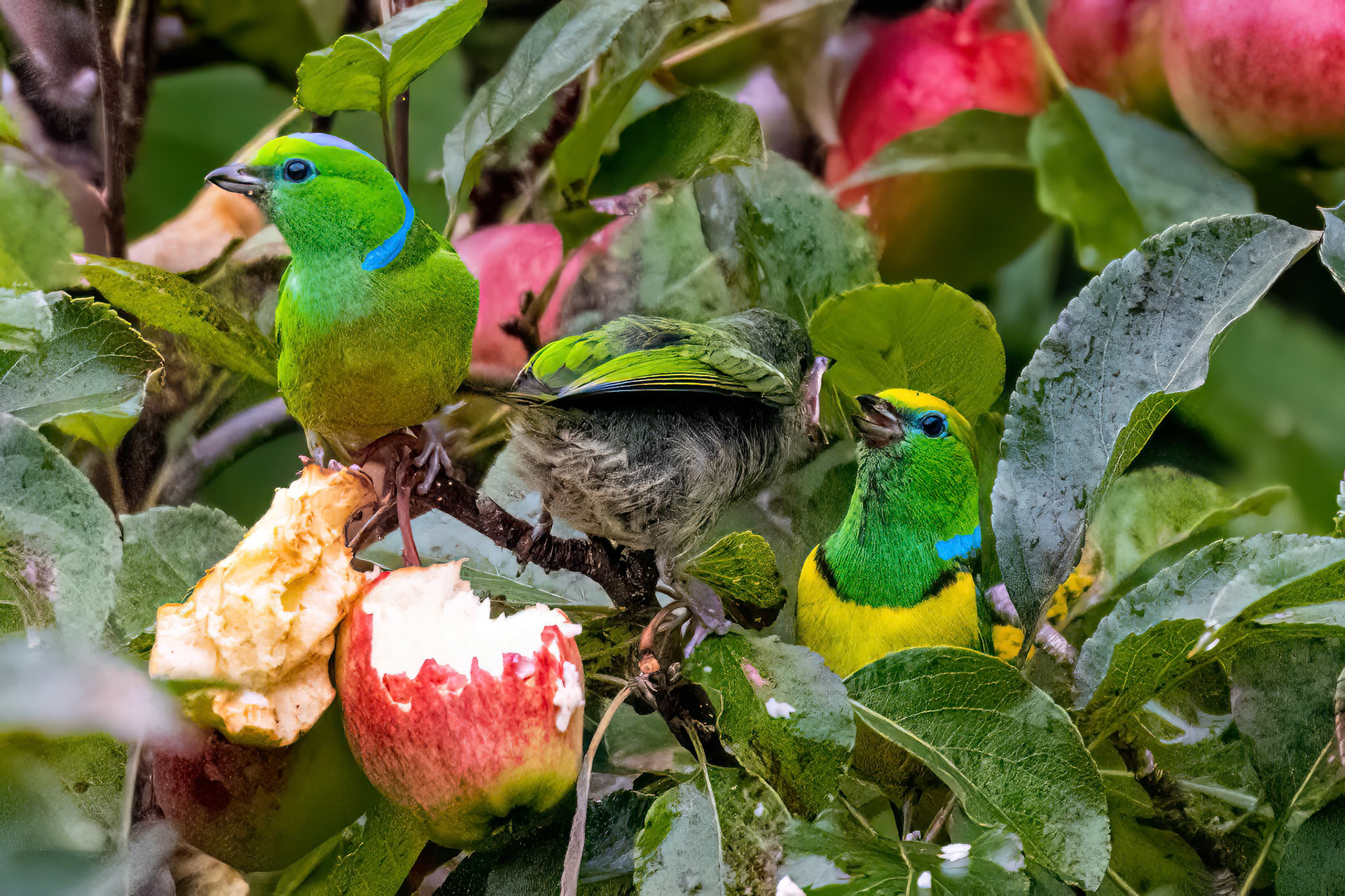 Golden-browed Chlorophonia