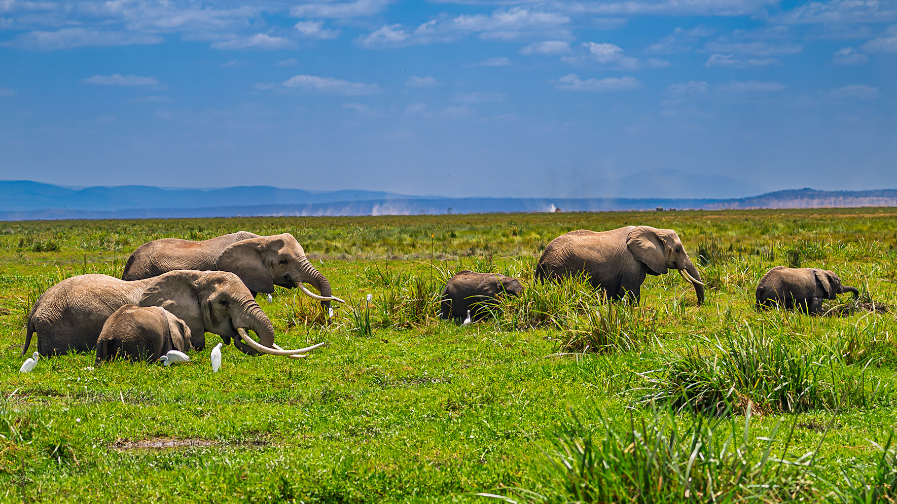 Elephant herd / Amboseli National Park