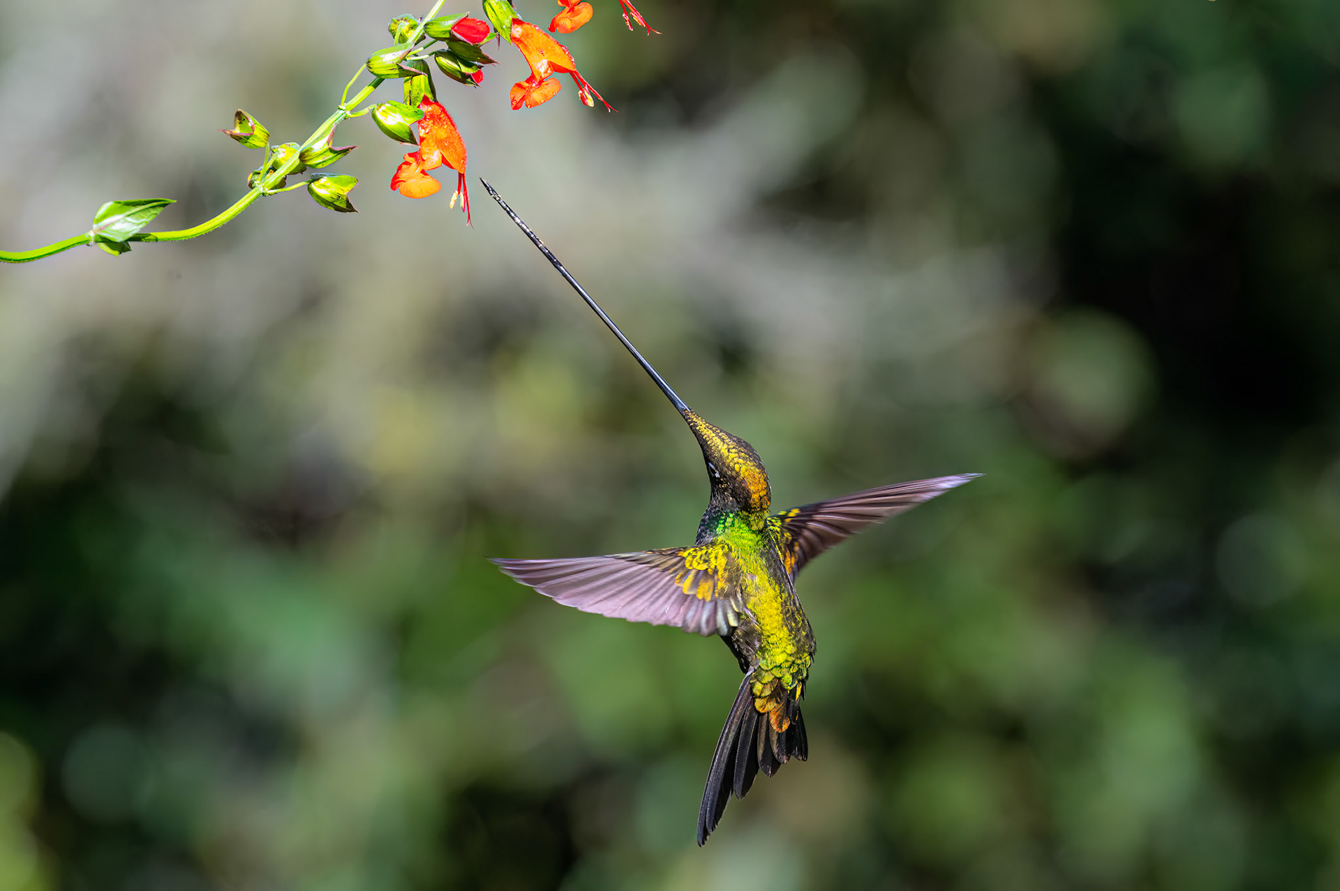 Sword-billed Hummingbird