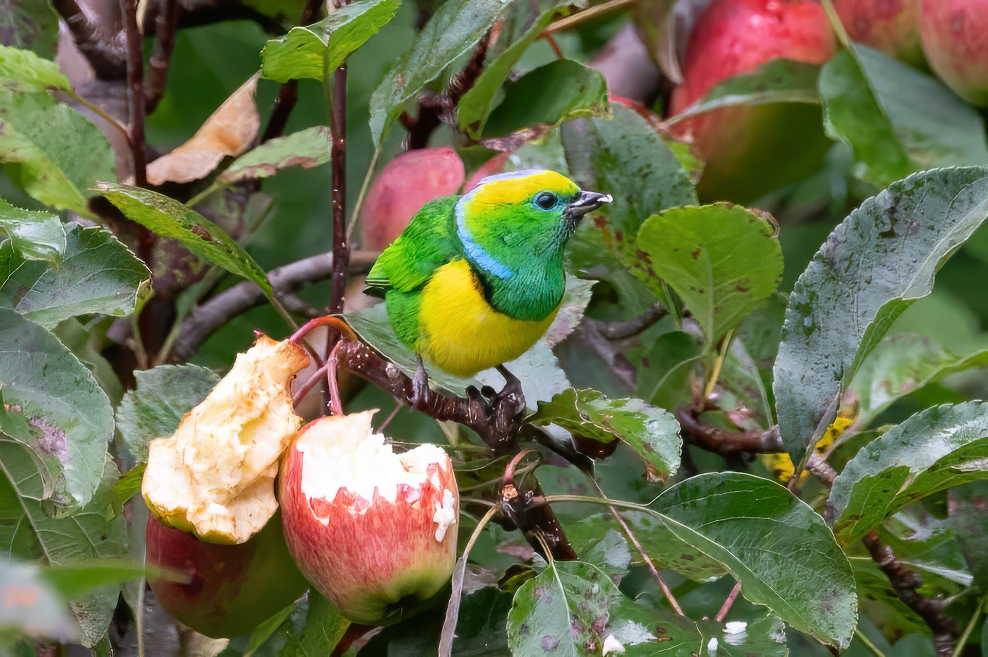 Golden-browed Chlorophonia