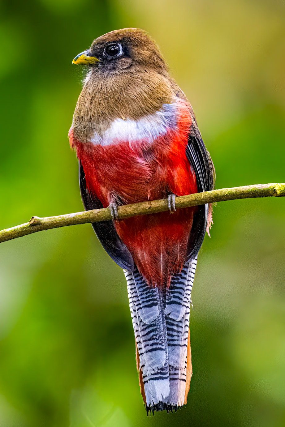 Collared Trogon (Female)