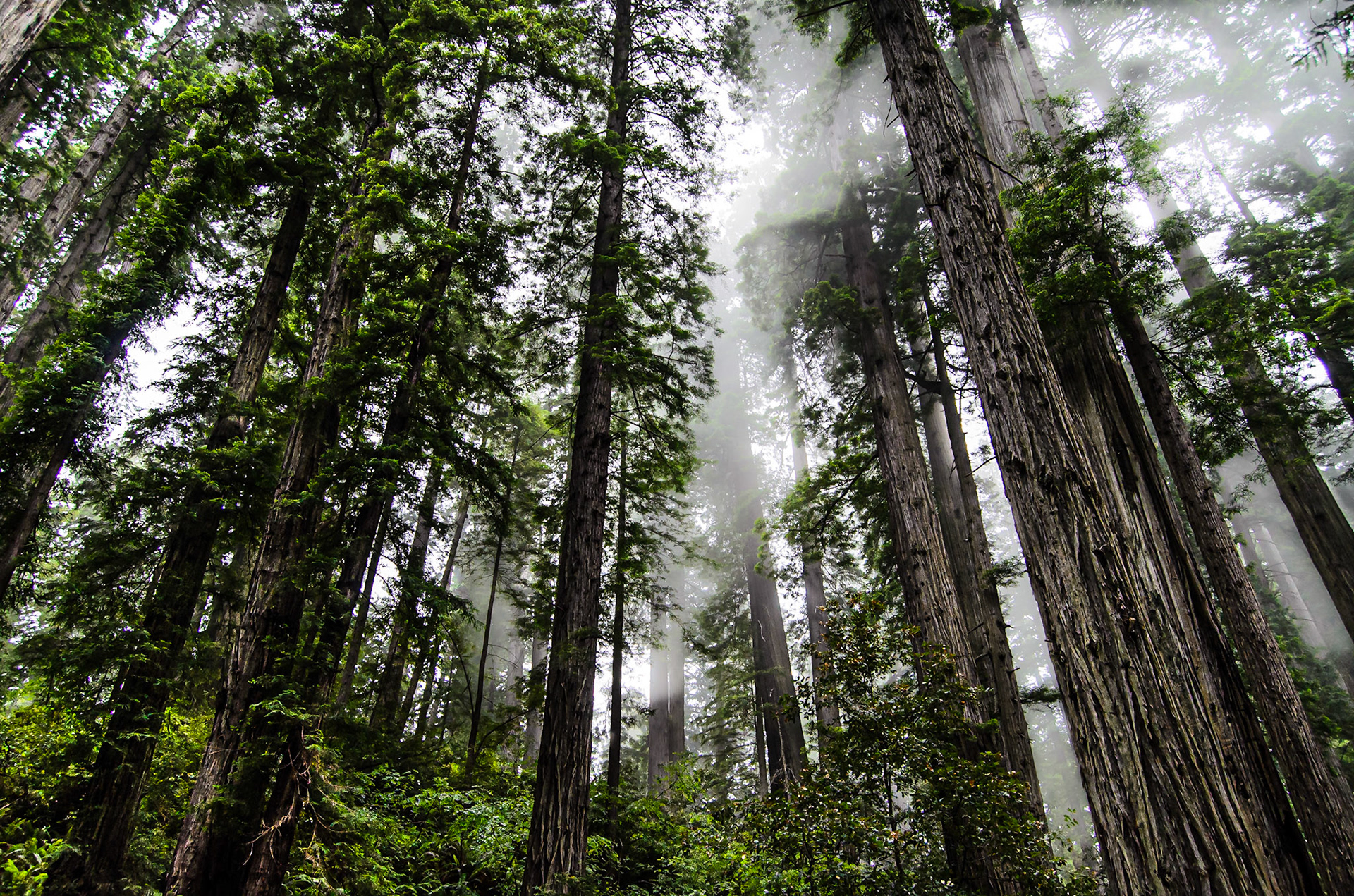 Redwoods National Park