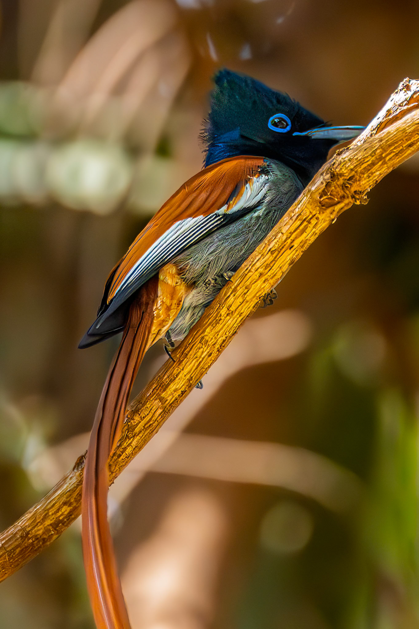 African Paradise-Flycatcher