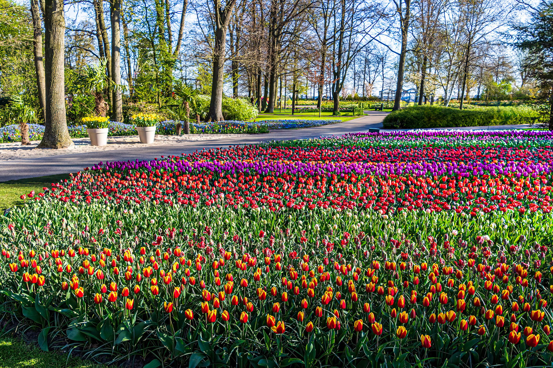 Keukenhof Gardens are known as the Garden of Europe