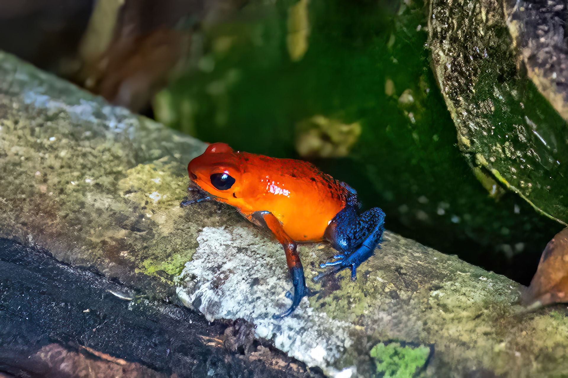 Strawberry Poison Frog