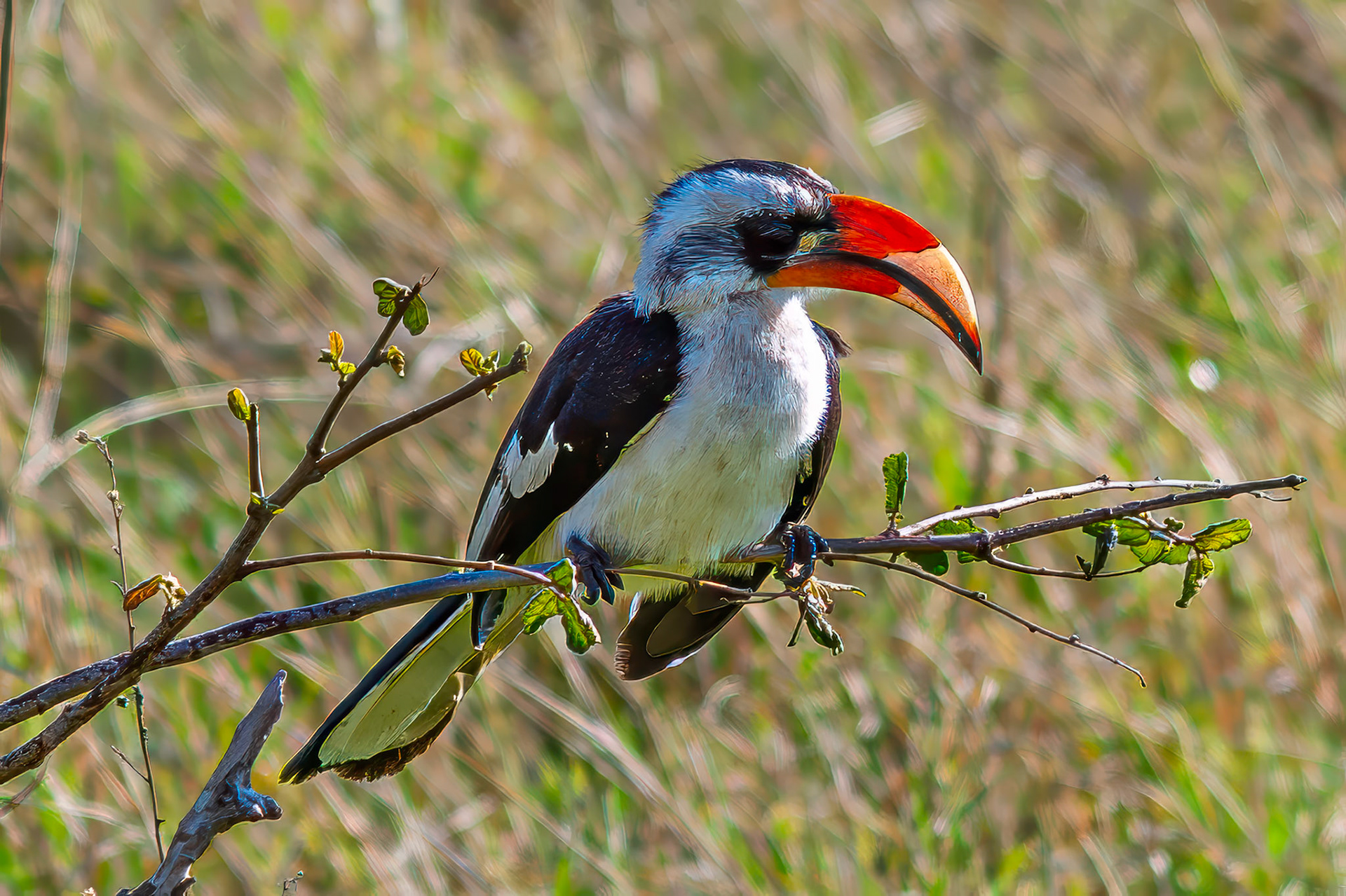 Von der Decken's Hornbill