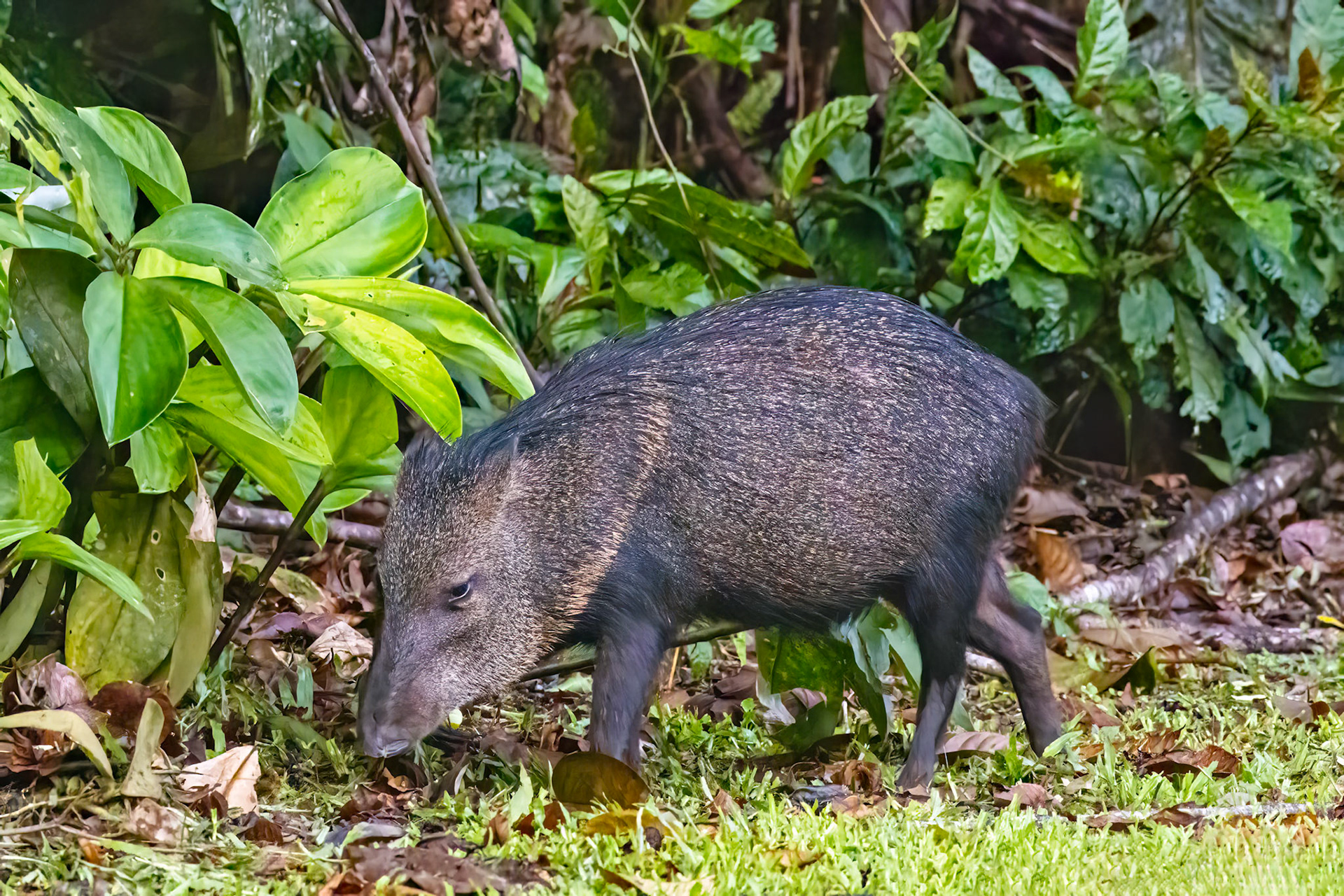 Peccary
