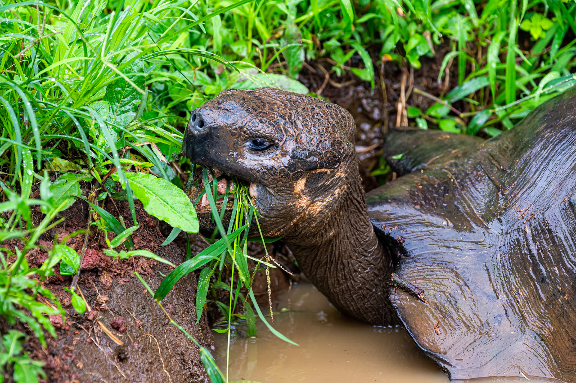 Spanish word for tortoise is galápago