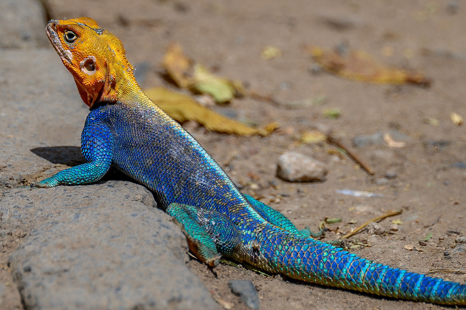 Red-headed Rock Agama