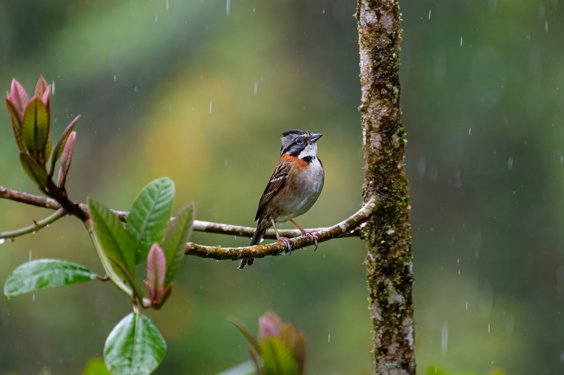 Rufous-collared Sparrow