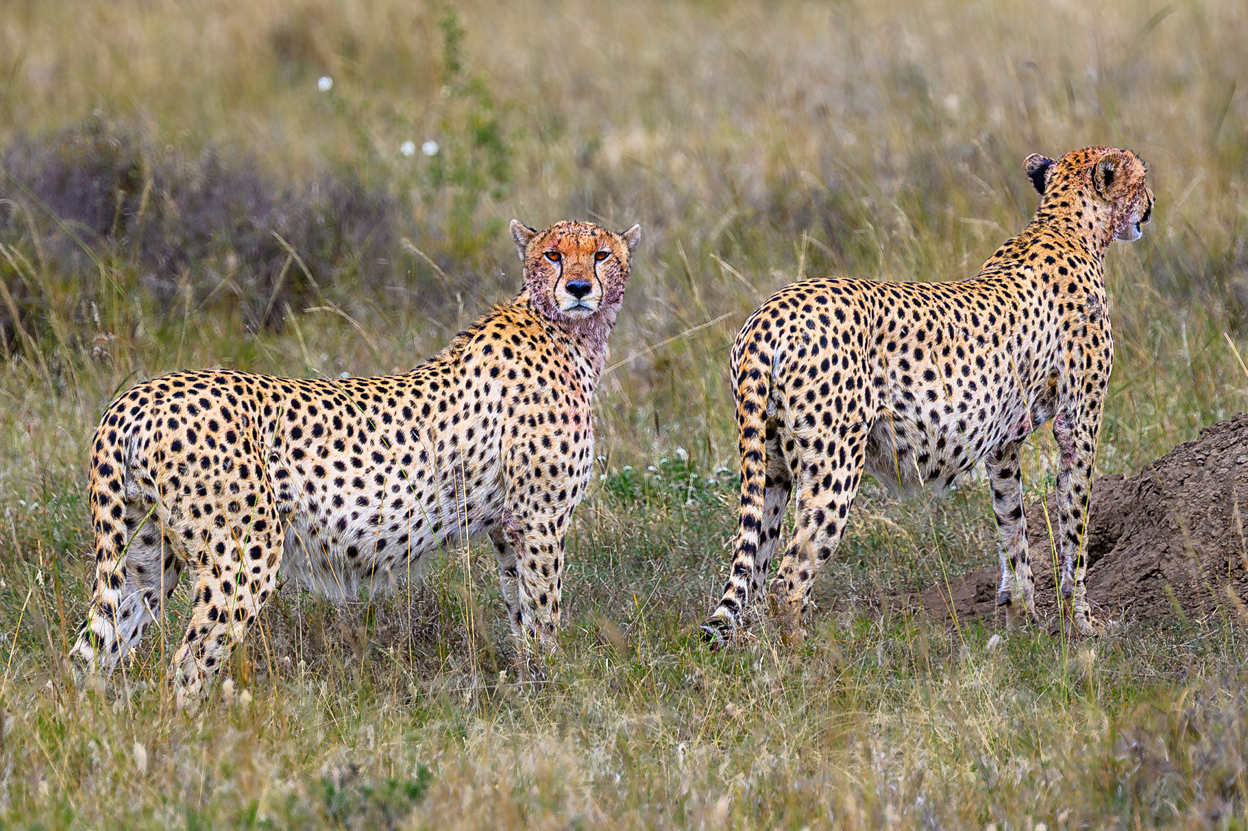 Cheetahs full from recent kill