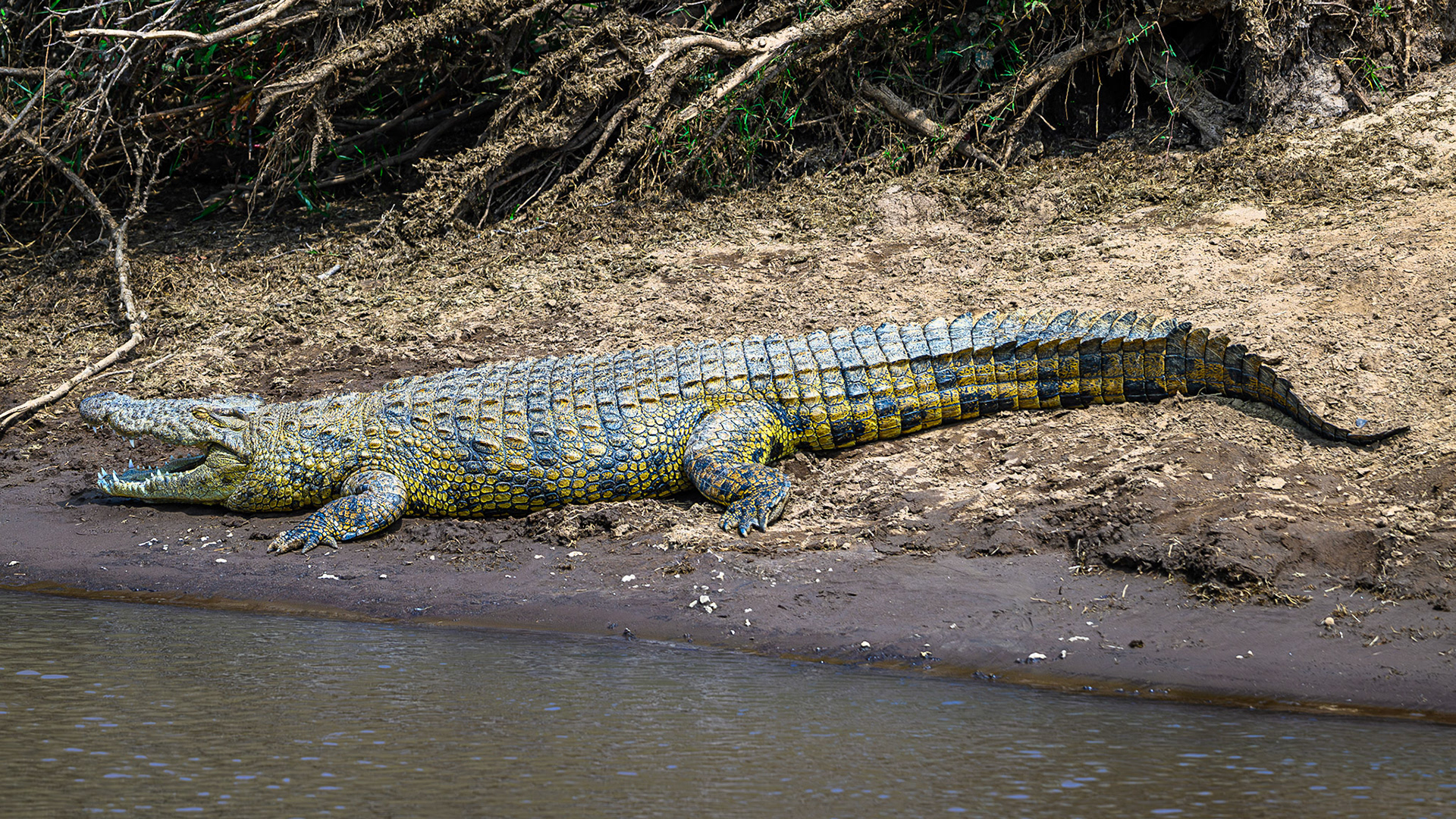 Nile Crocodile
