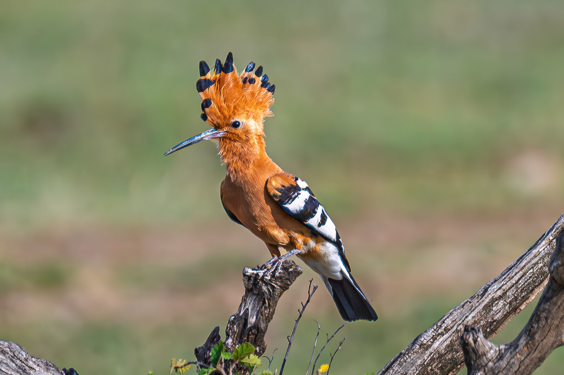 Common Hoopoe