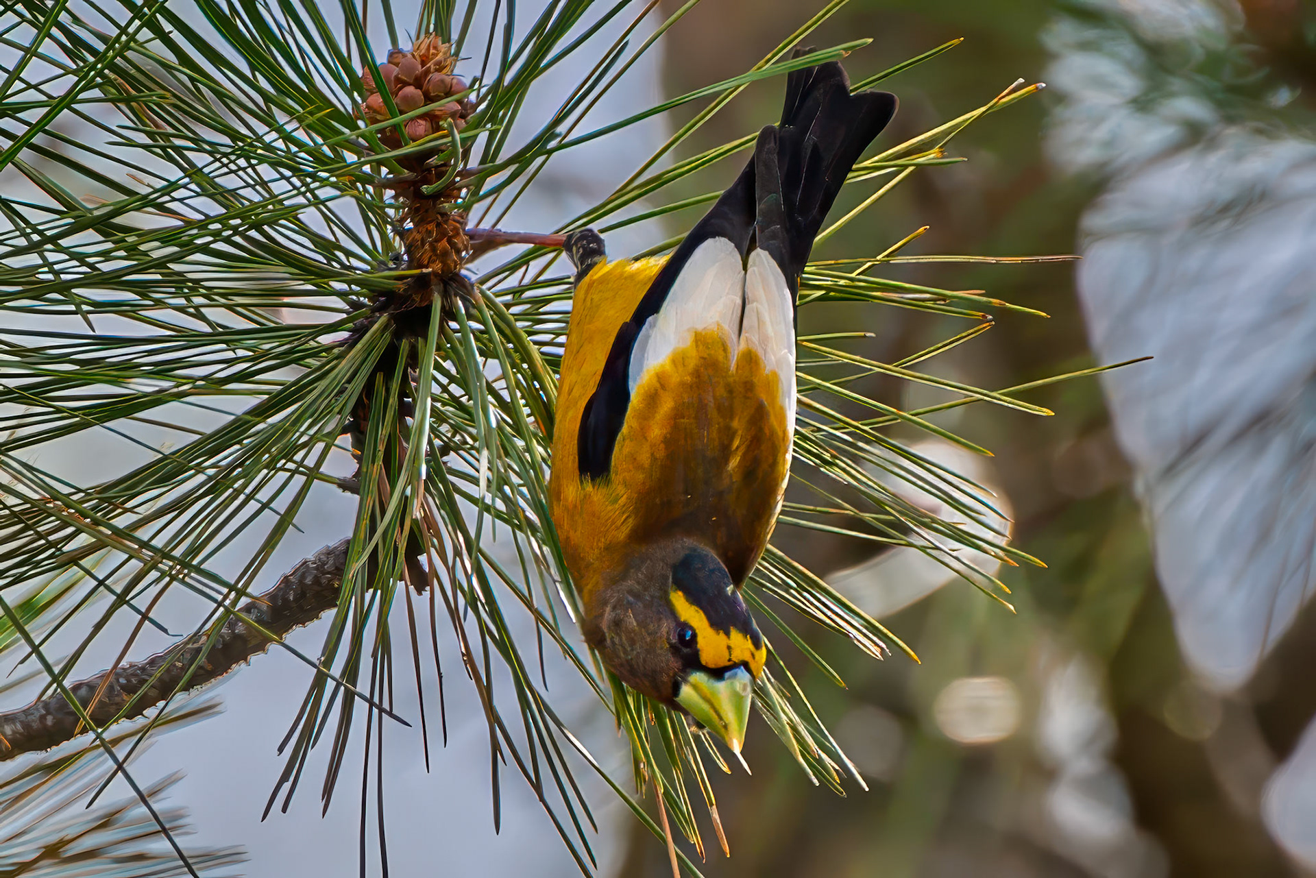 Evening Grosbeak