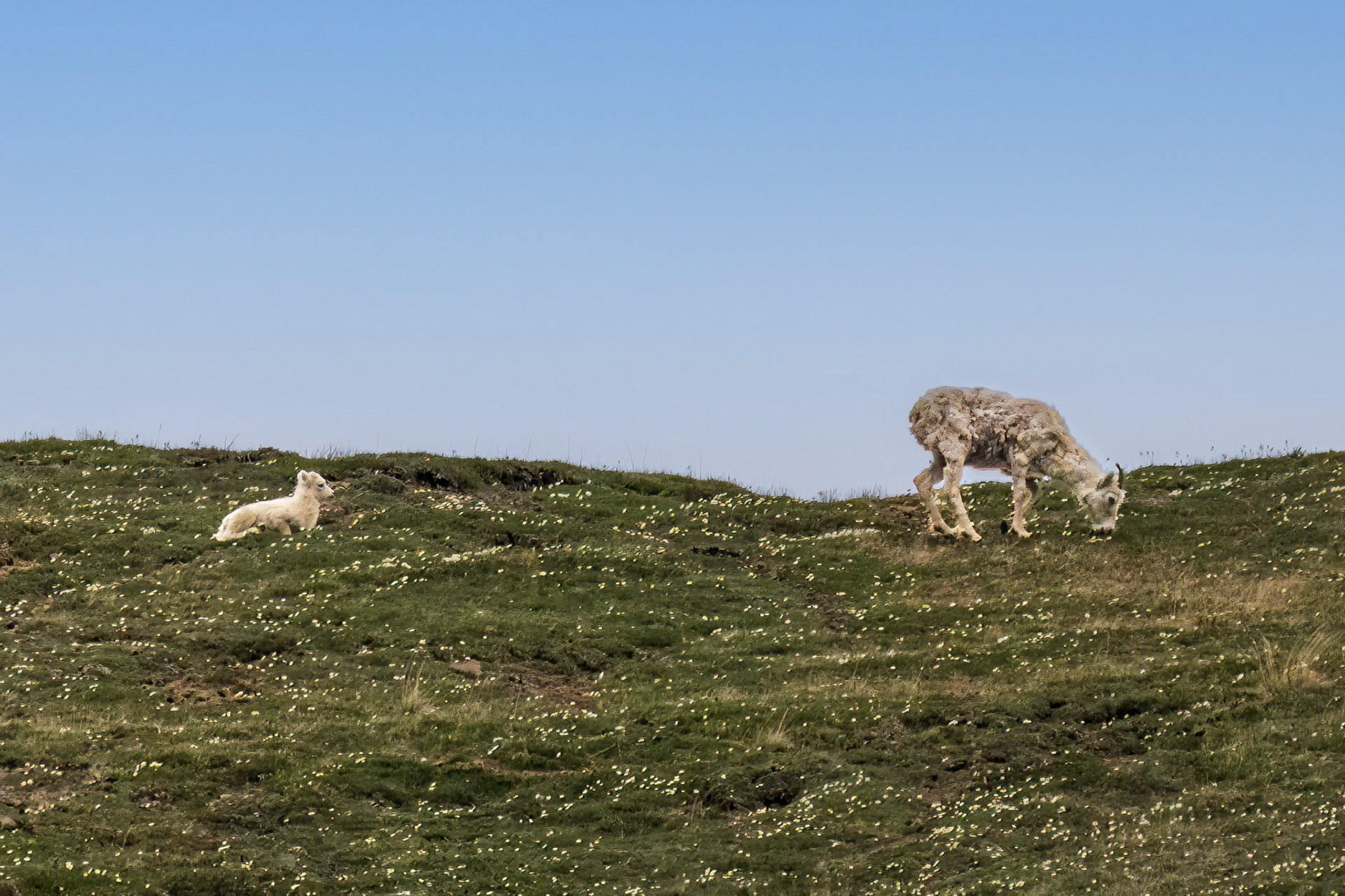 Dall Sheep